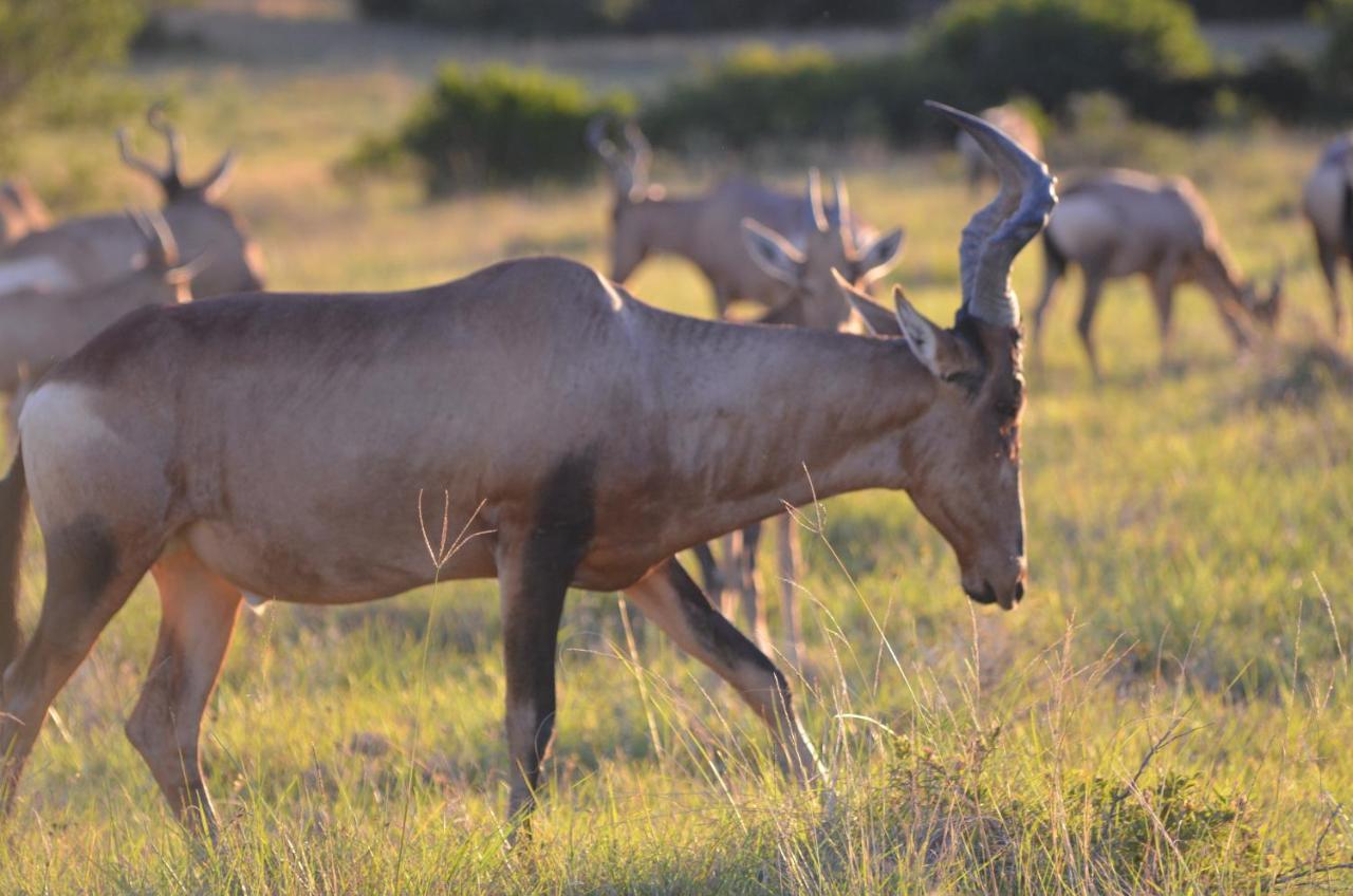 Paterson Lalibela Game Reserve Lentaba Safari Lodge מראה חיצוני תמונה